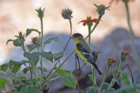 Our birds of paradise bouquet is a spectacular display of natures finest tropical flower. Lesser Goldfinch in Flowers | Scottsdale, AZ. | Candace ...