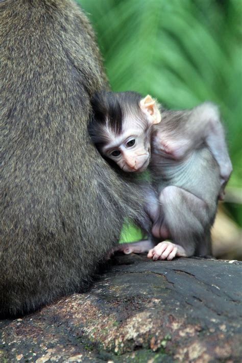 Here are the top 500 that made the cute animals list. Baby Monkey - Indonesia | Animal Kingdom - 1 | Baby ...