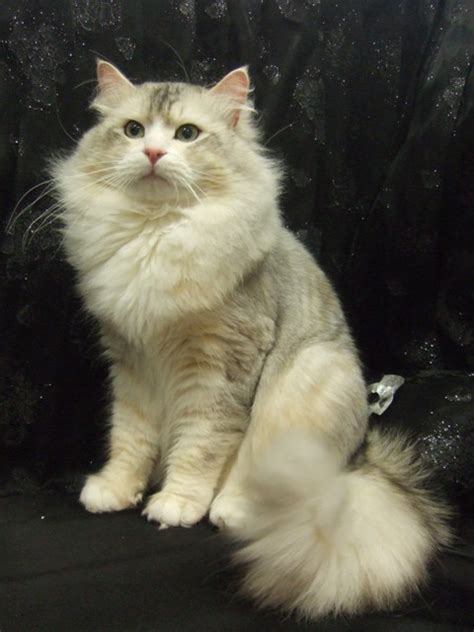 The siberian cat is moderately active. Silver Siberian Kittens - Silver Siberian Cats - show news