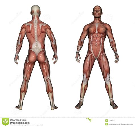 Two corpora cavernosa on the dorsal side and corpus spongiosum between. Human Anatomy - Male Muscles Stock Photography - Image ...