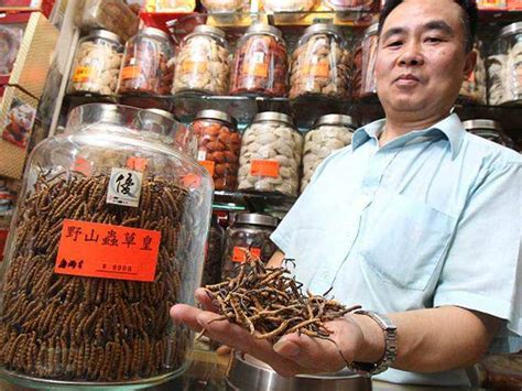 Buy cordyceps sinensis, ophiocordyceps sinensis, caterpillar fungus yarshagumba. why-named-as-keeda-jadi