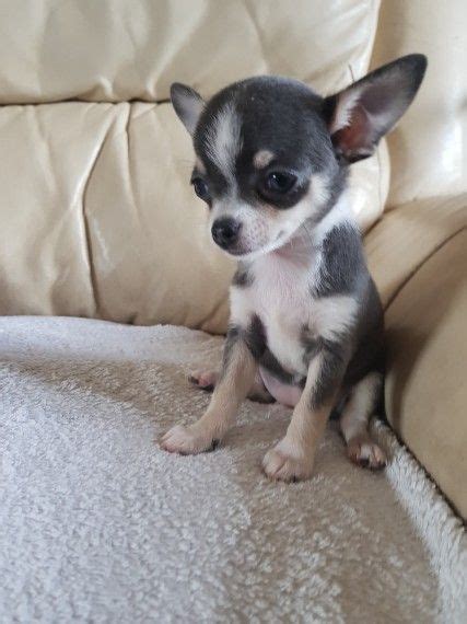 The longcoated chihuahua is the product of a recessive gene, meaning a puppy must have the gene from both parents for the long coat to express itself, so he isn't seen in litters as frequently as the smooth. Female blue tri smooth coat apple head chihuahua | Wells ...
