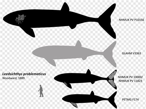 The ark item id and spawn command for alpha leedsichthys, along with its. Leedsichthys Ark : This Dino Will End All Ark Mods ...