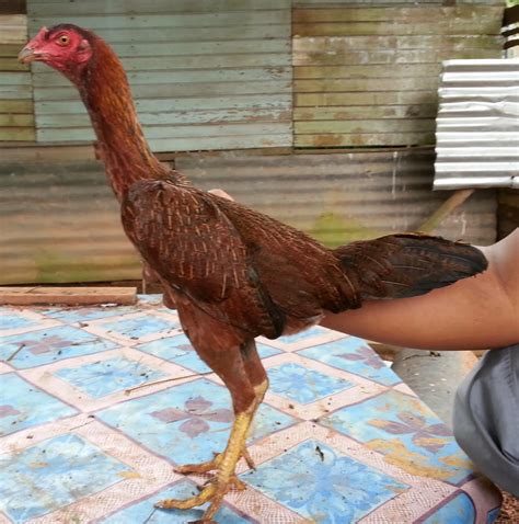 Check spelling or type a new query. Ayam sabung utara: LOCAL / ANAK REBAN 4 SALE