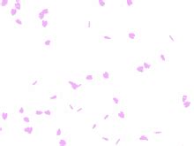 Background animated with hundreds of pink leaves that look like hearts. Chaturbate - 100% Free Chat & Webcams