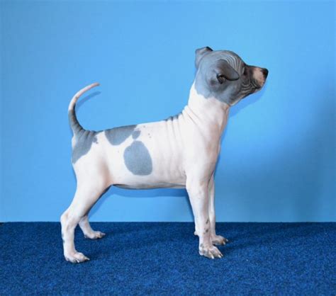 Find the perfect american hairless all about the american hairless terrier info pictures breeders rescues care temperament health puppy pictures and much morethe american hairless terrier is a rare breed of dog that was derived as a variant of rat terrier. American Hairless Terrier: Easy-to-Follow Guide, Expert's Advice