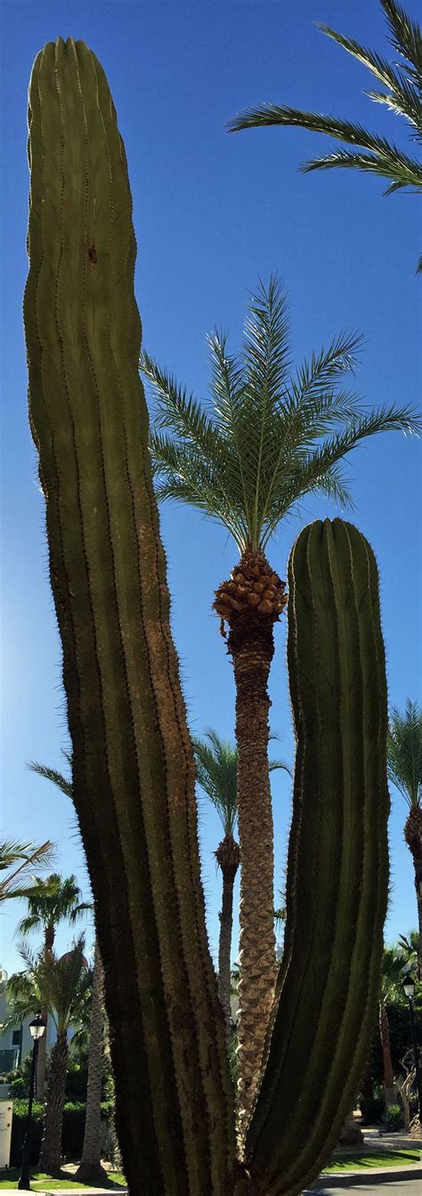 Beach is 2.6 km from the hostel. "Cactus Palm" Cabo San Lucas | Cactus plants, San lucas ...