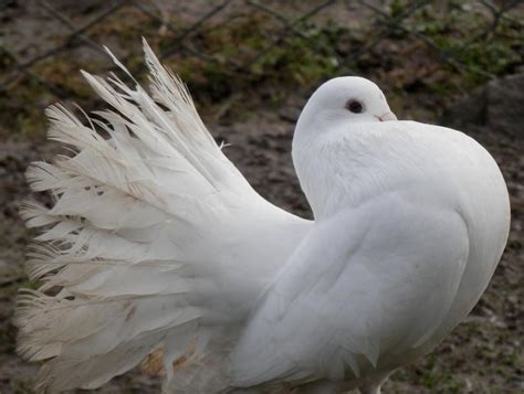 Apr 19, 2018 · the common city pigeon (columba livia), also known as the rock pigeon, might be the first bird humankind ever domesticated. Pigeon paon - Parc animalier à Bordeaux, zoo avec ...