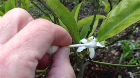 Are you an avocado fanatic? How to Get Better Yield | More Fruit from your Orange Tree ...