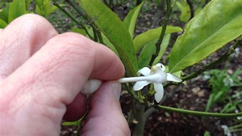 Maybe you would like to learn more about one of these? How to Get Better Yield | More Fruit from your Orange Tree ...