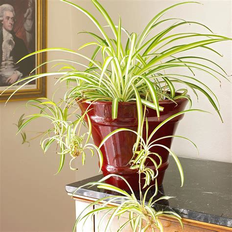 Spider plants prefer bright, indirect light. 23 of Our Favorite Low-Light Houseplants in 2020 (With ...