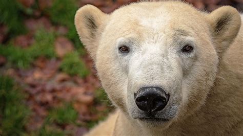 Il a ajouté une image d'ours polaire sur une image de plage. Ours Blanc Poids Et Taille - Pewter