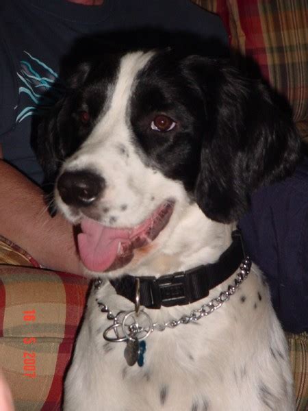 We are a small family kennel, specializing in akc registered tri color english springer spaniels. Cedar Knoll Kennel - English Springer Spaniel breeder ...