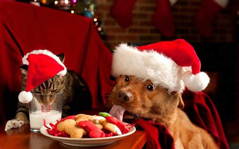 Download and enjoy your christmas holidays with a wonderful desktop to cheer you up. Christmas Dog Wallpapers - Wallpaper Cave