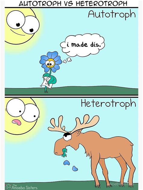 Chemosynthesis occurs in certain algae and. 'Autotroph vs Heterotroph' Poster by amoebasisters ...