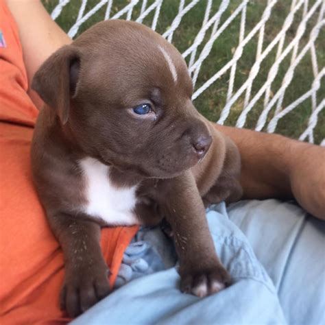 Cregslist Pets - Eastside Missing Dog I Ve Done Nextdoor ...