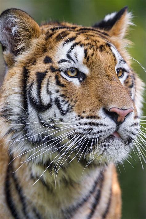 Le pelage du tigre de sumatra est plus foncé et contient des rayures plus épaisses que celui du tigre de java 1.les rayures ont tendance à se finir en taches et des lignes de petites taches noires peuvent se trouver entre les rayures sur leur dos, leurs flancs et leurs pattes arrière 2. Cute Siberian tigress looking serious | Wild cats, Animals ...