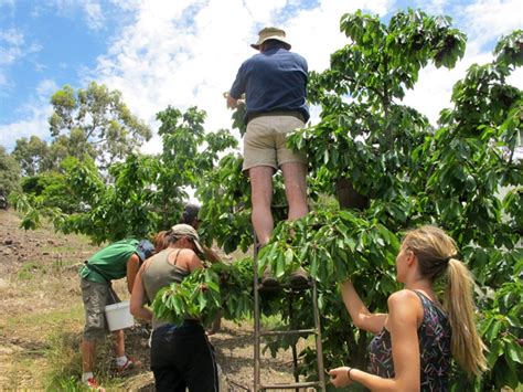Besides that, unemployed individuals on other temporary. Fruit Picking in Australia: FAQ - Backpackers Guide