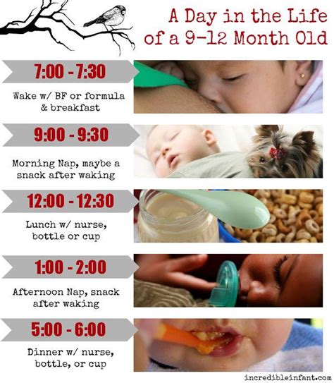 Small samples of fluoride toothpaste on the brush of milk teeth. Pin on Feeding