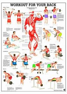 Back Workout Poster Clinical Charts And Supplies