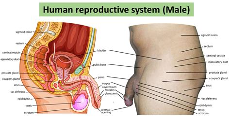 These organs are located near the pelvic area male reproductive organs include the testes, which produce and store sperm, and the penis, which you have prostate and seminal vesicles come under the internal male reproductive organs. Reproductive System - Organs, Function, Diseases and Many More