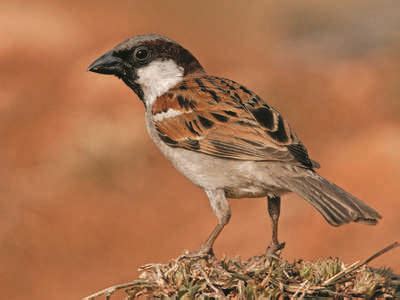Subscribe newsletter for news you can use. World Sparrow Day: No space for sparrows in urban Kerala's ...