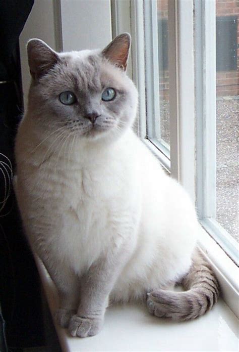 What color is a lilac we have lilac colorpoint, lilac tortie mitted, lilac bicolour ragdolls. BRITISH SHORTHAIR CREAM/ LILAC COLOUR POINT - Free To Good ...