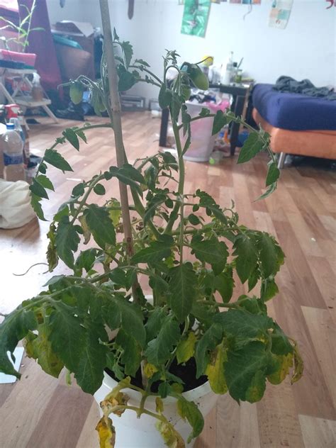 Let's take a look at how to diagnose. Overwatered tomato plant, first aid is done, what do i do ...