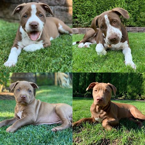 How many litters can a pitbull have in a year? Follow @pitbulldogstuff We have changed so much in just a few months... Follow us a... | Pit ...