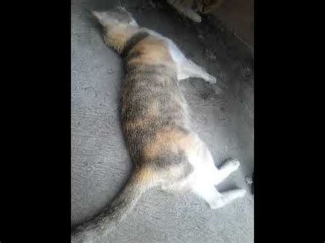 I didnt have anything that would kill grass or tree near it. My lovely cat, poisoned by our neighbor was passed away ...