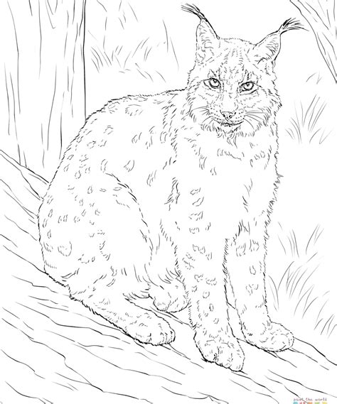 Lynx coloring pages animal printable sheets lynx animal 338 2021 3244 coloring4free. Lynx Coloring Page at GetColorings.com | Free printable ...