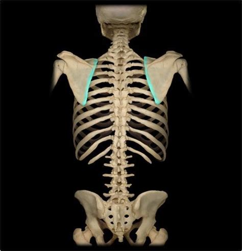 Choose from 500 different sets of flashcards about scapula bones on quizlet. Skeletal System- Bones & Landmarks (Gateway Preparation) at Naugatuck Valley Community College ...