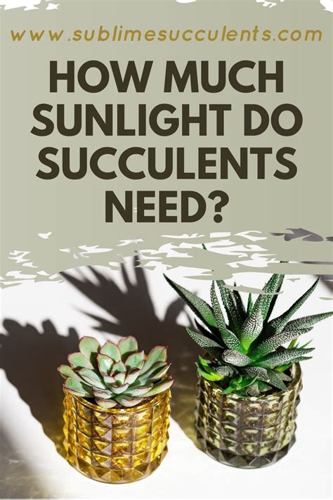 It will also need more water during the growing season. Pin on Cactus Care
