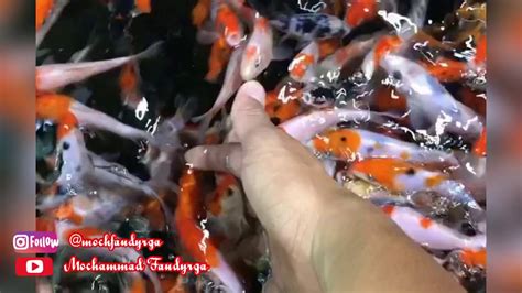 Biaya pembuatan kolam ikan tanah. #EFEKCOVID19 PROSES PEMBUATAN KOLAM IKAN - YouTube
