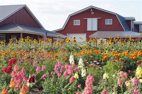 Check spelling or type a new query. Van Houtte Farms Near Detroit Offers Beautiful U-Pick Flowers