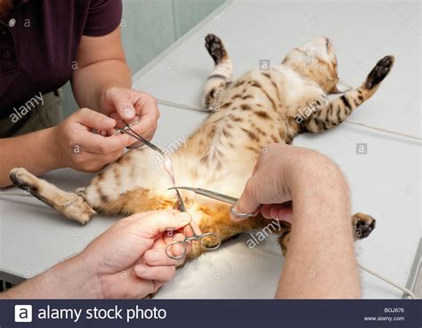 Also cat scratch fever symptoms and cat bites signs of infection. he cat - castration Stock Photo: 27444906 - Alamy