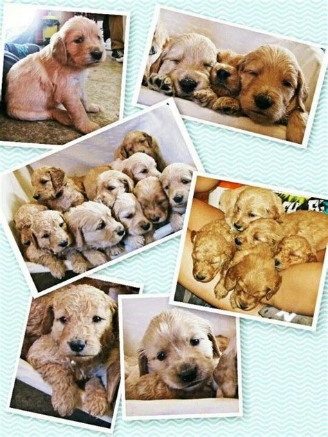 For instance, an f1 or 1st generation cross would be 50% miniature poodle and 50% golden retriever. F2 Goldendoodle Puppies For Sale... $800.00.. $200.00 Deposit...Born Sept 21st.. Ready To Go No ...