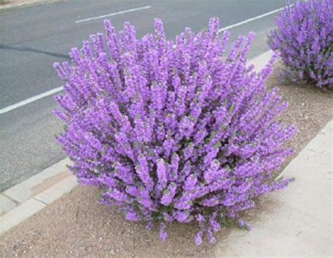 See full list on gardenguides.com Texas Rangers | Heat tolerant flowers, Texas sage, Purple ...