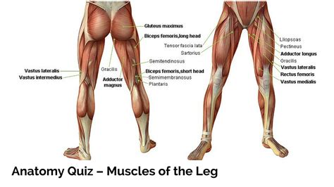 This is a list of muscles tested on in the muscular system portion of anatomy and physiology. Anatomy Quiz - Muscles of the Leg