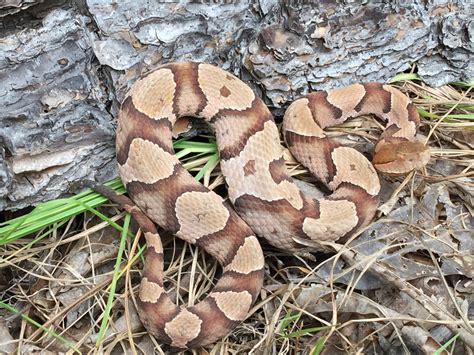 The pattern of body can vary between individual snakes, but usually it has narrow stripes down the middle of the stinkbugs have a tan, oval shaped body with a dark brown head. Copperhead (Common Snakes Identification Guide for the ...