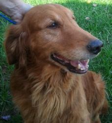 Don't miss what's happening in your neighborhood. Adopt Brinkley - ADOPTED on Petfinder | Golden retriever ...