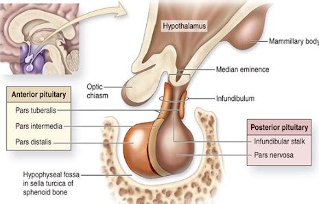 Maybe you would like to learn more about one of these? Kapan Hormon FSH dan LH dilepaskan dari Kelenjar Hipofisis ...