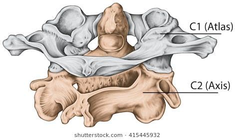 Similitudes entre atlas y axis vertebrae 5. Didactic board, cervical spine, vertebral morphology ...