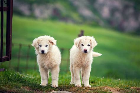 This valiant canine knight exudes a strong impression of protective dog. Pyrenean Mountain Dog Stock Photos, Pictures & Royalty ...