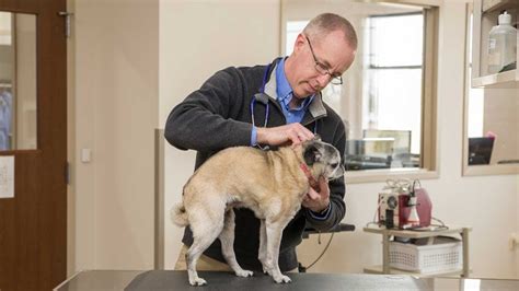 We treat our patients like family and cater to each pet's individual needs. Care Animal Hospital finds trusted IT partner - YouTube