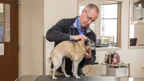 Animal care hospital of waterford specializes in animal hospital services, pets and other animal specialties. Care Animal Hospital finds trusted IT partner - YouTube