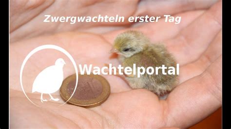 In unserem wachtel shop erhalten sie alles, was für eine erfolgreiche zucht und eine artgerechte haltung ihrer tiere notwendig ist. Zwergwachteln - Der erster Tag ! - YouTube