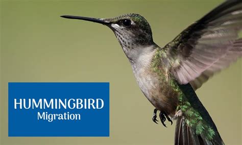 They have to find a sleeping area about a half hour before nightfall so their bodies can settle and prepare for intensely deep sleep. Do Hummingbirds Sleep? If so, how? - Wild Bird Scoop