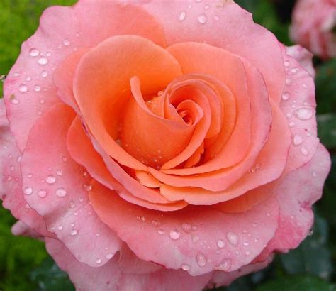 Si observamos, por ejemplo, una flor de azucena, vemos que aparentemente carece de cáliz y que presenta seis pétalos grandes. fotos bonitas de flores lindas | Flores bonitas, Flores y Las flores mas bellas