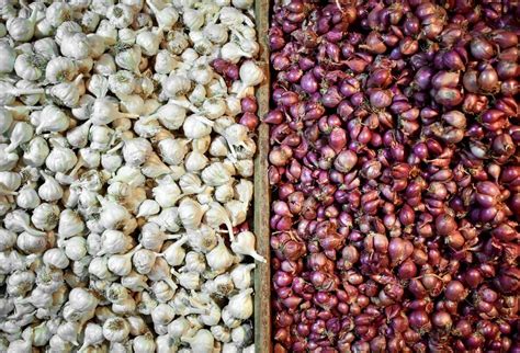 Bawang putih memiliki ciri khas yakni umbinya yang berwarna putih, dan aroma yang menyengat. Bawang Putih dan Bawang Merah, Bumbu Dapur yang Bisa Basmi ...